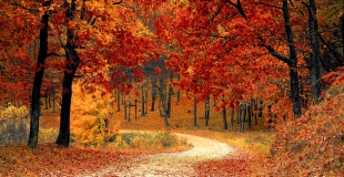 Investissement forestier : quel rendement et réduction d'impôt attendre ?