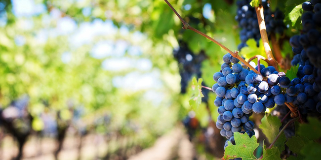 Investir dans un groupement foncier viticole (GFV) : quel avantage fiscal ?